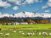 ニュージーランドの牧場